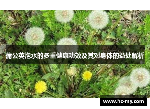 蒲公英泡水的多重健康功效及其对身体的益处解析